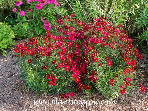 Red Satin Coreopsis (Coreopsis)  Once this plant started blooming it continued for over 2 months.  There are 3 plants in this group spaced about 16 inches apart. 
(July 29)